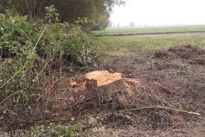 Zərdabda ağacları kəsən rayon sakini saxlanılıb