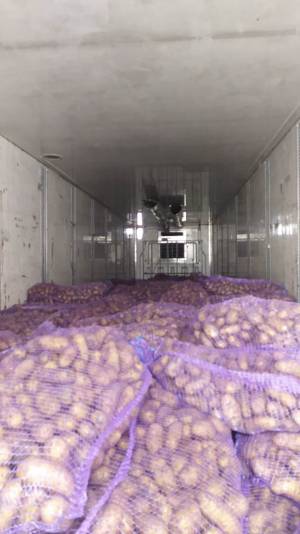 Gürcüstandan gətirilən kartof partiyasında uyğunsuzluq aşkarlanıb Xəbər şəkili