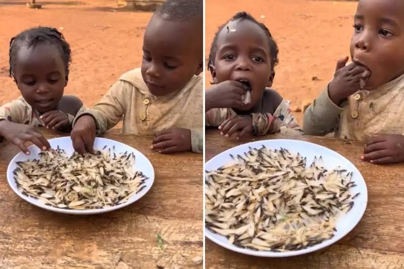 Uqandada Aclıq Dramı: Ətin İki Qat Zülalını Verən Termitlər Uşaqların Əsas Qidasına Çevrildi