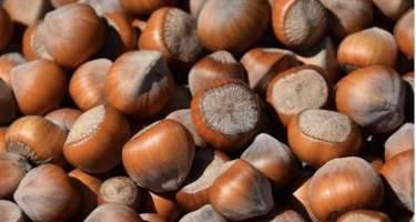 Azərbaycan fındıq ixracını artırdı