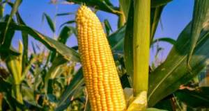 Qarğıdalı sapının xeyirləri Xəbər şəkili