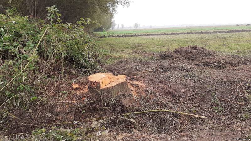 Zərdabda sağlam söyüd ağaclarını kəəsn şəxs saxlanılıb