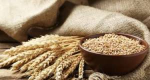 Azərbaycana buğda idxalı kəskin artıb