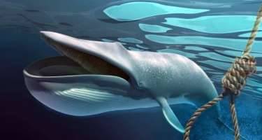 "Mavi Balina" necə yüklənilir?