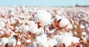 Pambıq istehsalı artıb - Bu rayonlar liderdir Xəbər şəkili