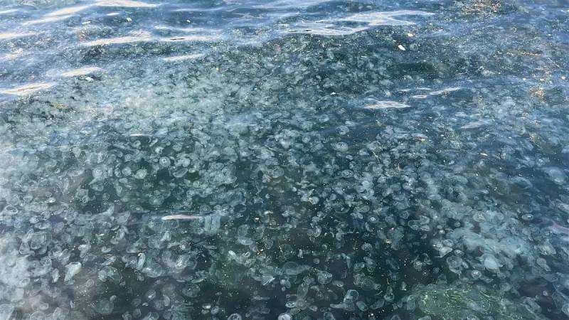 İstanbulun Üsküdar Sahilində Qəribə Mənzərə: Minlərlə Meduza Kütləvi Şəkildə Sahilə Vuruldu Xəbər şəkili