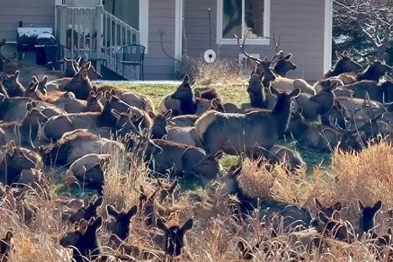 ABŞ-da Maral Hücumu: Kolorado Şəhərində Nəhəng Sürü Yaşayış Ərazilərini Bürüdü və Golf Meydanını Bağladı Xəbər şəkili