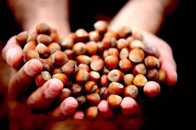 Düzce’dən Fındıq İxracatı Geri Qalır: 11 Ayda Avropaya 16 Min Tondan Çox Məhsul Göndərilib Xəbər şəkili