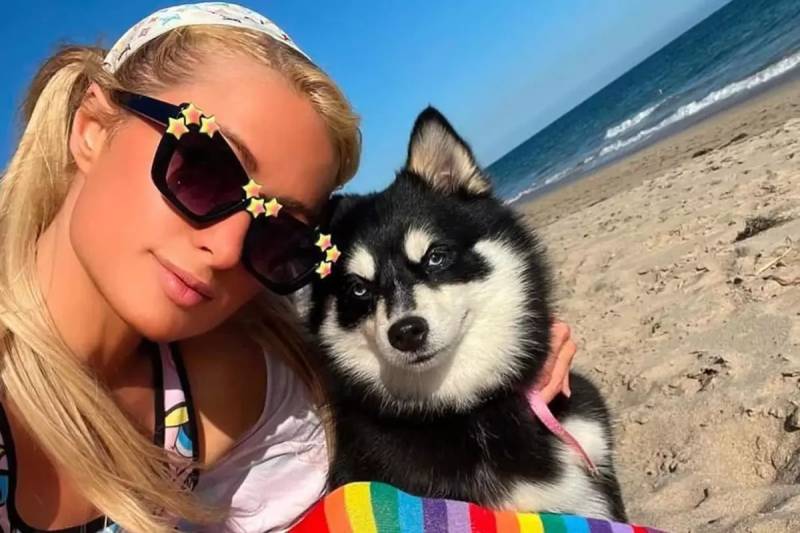 Məşhurlar Niyə Ölmüş Heyvanlarını Klonlayır? Bahalı Trendin Etik Riskləri Xəbər şəkili