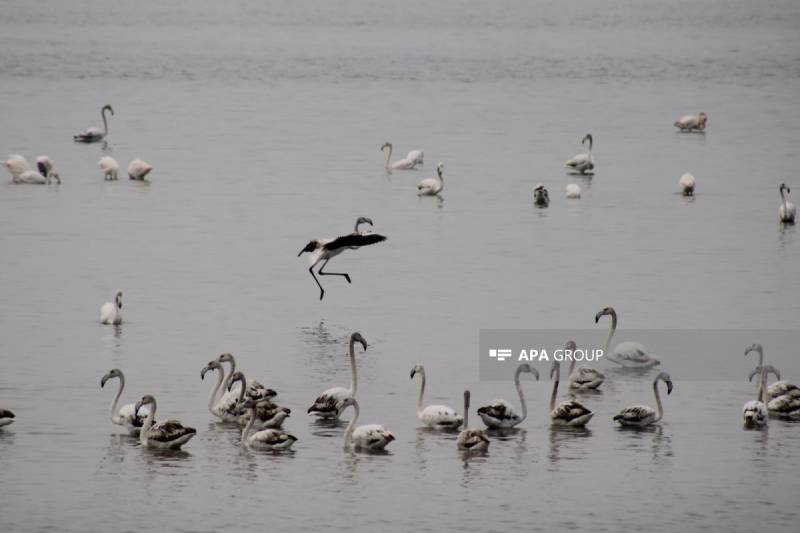 Biləsuvarda flaminqoların vaxtından əvvəl miqrasiyası qeydə alınıb- FOTO