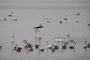 Biləsuvarda flaminqoların vaxtından əvvəl miqrasiyası qeydə alınıb- FOTO Xəbər şəkili